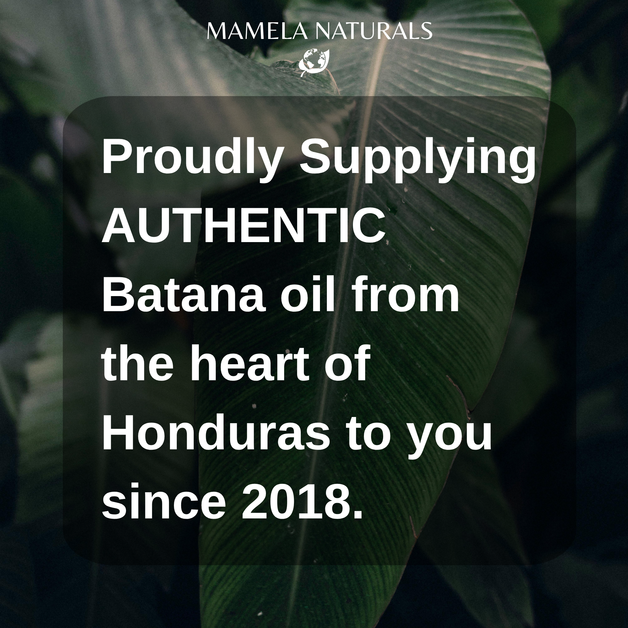 authentic batana oil
real batana oil
unrefined batana oil

raw batana oil

pure batana oil

organic batana oil

dr sebi approved

botana oil for hair growth

best batana oil

batna oil

batans oil

Batana oil wholesale

Batana oil supplier

batana oil reviews

batana oil paste

batana oil from Honduras

batana oil for hair growth dr sebi organic

batana oil for hair growth

batana oil for hair

batana oil dr sebi

Batana oil bulk

batana oil benefits

batana oil

batana hair oil
Authentic batana oil

batana
