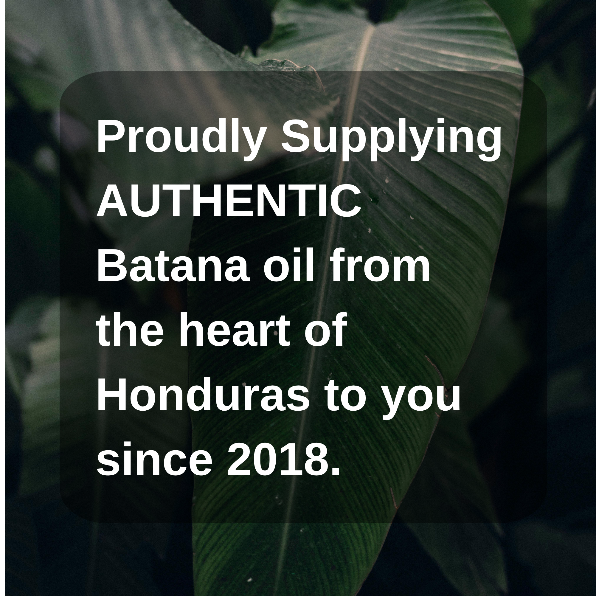 Raw Batana Oil For Hair Growth - 100% Pure & Organic from Honduras - 4oz